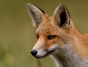 Fox photography